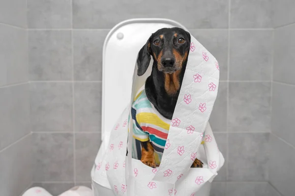 Dachshund dog with toilet paper on toilet bowl in rest room