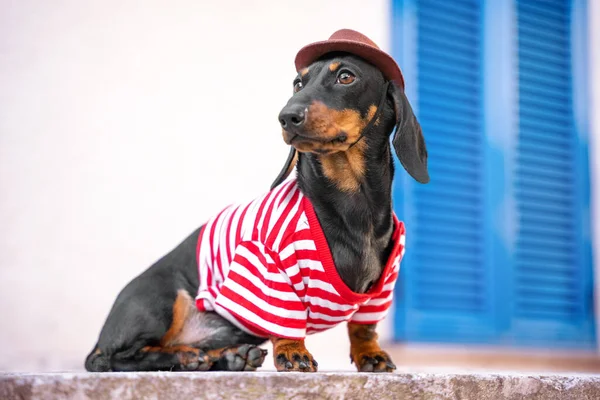 Очаровательный щенок таксы, одетый в шляпу и полосатую футболку, позирует сидя на бетонном парапете во время прогулки по городу. Прекрасная собака путешественник на экскурсии по достопримечательностям живописного города — стоковое фото