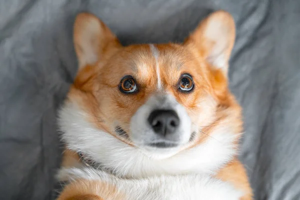 Uroczy szczeniak Pembroke Welsh Corgi leży na szarym materiale — Zdjęcie stockowe