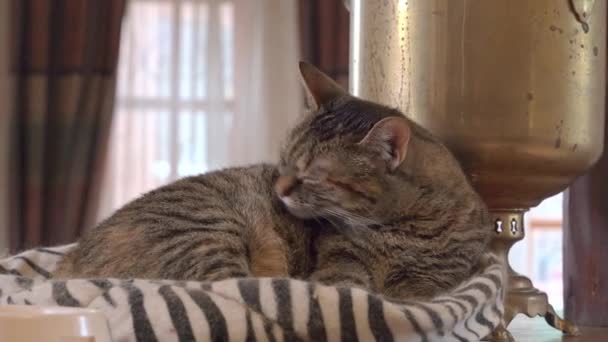 Ленивая кошка чистит мех на удобной подушке рядом с самоваром — стоковое видео