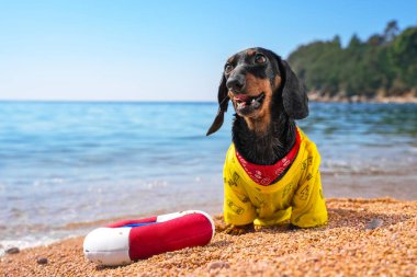 Komik ıslak cankurtaran dachshund köpek yavrusu şişme cankurtaran halkasıyla yüzme eğitiminden sonra çakıl taşlı sahilde oturur.