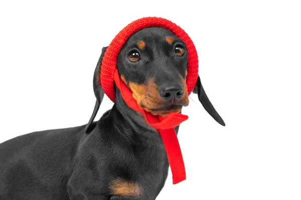 Retrato de un encantador cachorro salchicha con un divertido sombrero de punto con corbatas aisladas sobre fondo blanco, vista frontal. Ropa abrigada y accesorios para caminar con mascotas en mal tiempo — Foto de Stock