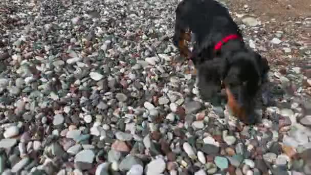 Mooie teckel loopt op gekleurde kiezelstrand en snuift het, vooraanzicht. Hond nadert eigenaar, en persoon huisdieren het, close-up. Puppy licks hand van eigenaar — Stockvideo