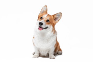 Meraklı Pembroke Galli Corgi pembe dilli beyaz
