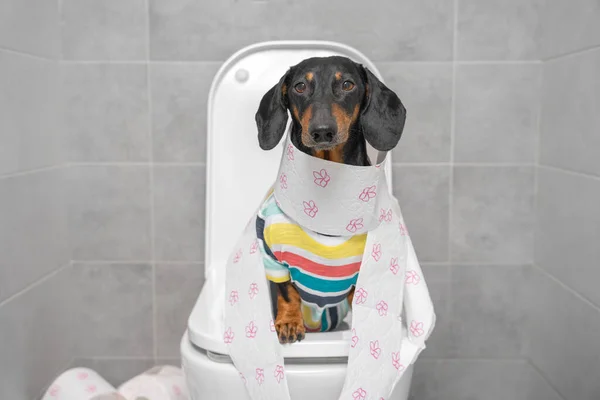 Çizgili renkli tişörtlü komik bir köpek tuvalet kağıdına sarılmış, ön tarafta oturuyor. Günlük hijyen prosedürleri, sindirim sorunları ve mide ağrısı.