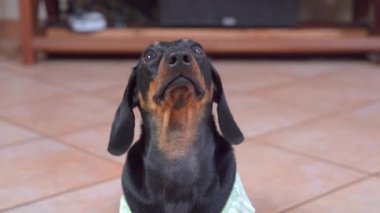 Dachshund köpeği yukarı bakar ve yerde ikramlar ister.