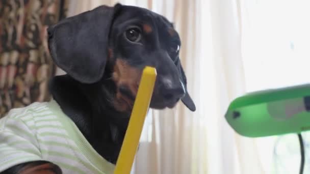 Dachshund szczeniak w t-shirt pisze z żółtym piórem przy stole — Wideo stockowe