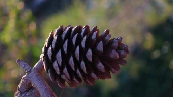 Petit cône brun sur une branche de pin agitée par un vent léger — Video