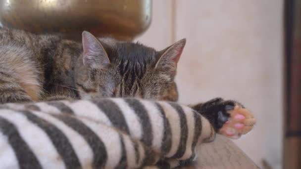 Lovely domestic tabby cat is sleeping in soft pet bed with its paw out, when kitty suddenly hears a loud sound that wakes it up and becomes alert, close up — Stock Video