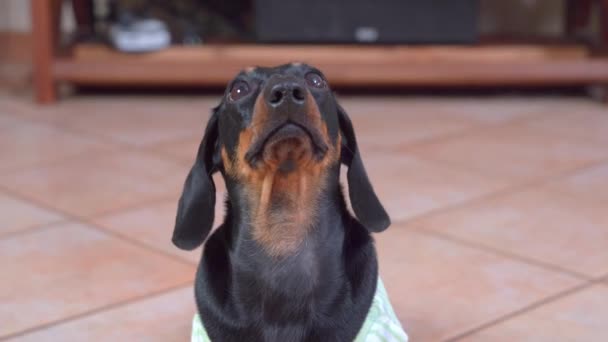 Jezevčík pes v šatech se ptá na pohoštění na podlaze — Stock video