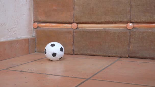 Dachshund cachorro paseos para mirar la pelota acostado en la esquina de la habitación — Vídeo de stock