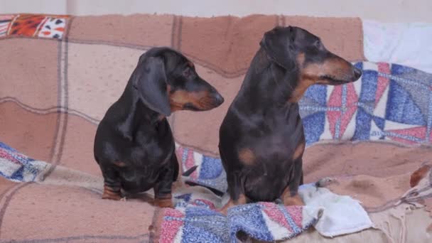 Two obedient dachshunds dogs are sitting on sofa covered with woolen patchwork blanket and are constantly looking away, noticing something curious, front view — Stock Video