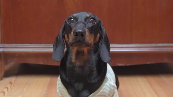 Dachshund puppy 바닥에 카메라를 보고 빈티지 캐비닛 — 비디오