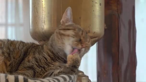 Lindo gato doméstico tabby se encuentra en la cama de la mascota y con entusiasmo lame la pata y el pelo en el vientre cerrando los ojos, para estar limpio y bien cuidado. Procedimientos diarios de higiene y cuidado — Vídeos de Stock