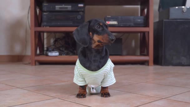 Divertente cucciolo bassotto in t-shirt a righe è stato lasciato solo a casa, così si siede in mezzo alla stanza e si guarda intorno, pensando a qualcosa da fare in modo da non annoiarsi — Video Stock