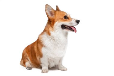 Pembroke Welsh Corgi köpeği dilleri dışarıda beyazların üzerinde oturuyor