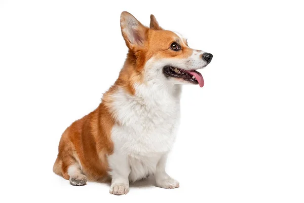 Pembroke cucciolo di Corgi gallese con la lingua fuori si siede su bianco — Foto Stock