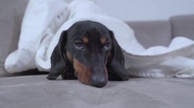 Şirin dachshund evde ya da köpek dostu otelde tek başına sıkılıyor. Üzgün köpek yavrusu hastalandı ve battaniyenin altına uzandı. Yatak istirahatına baktı, kaşlarının altından, önden baktı.