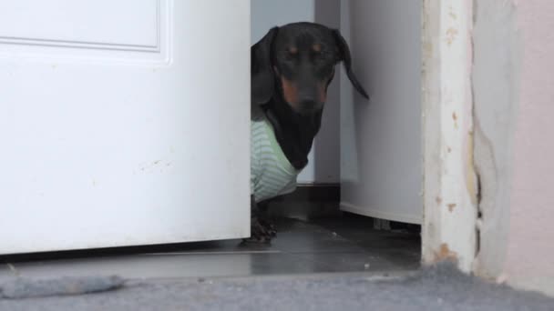 Funny dachshund cachorro en casa camiseta mira por detrás de la puerta ligeramente abierta, mira a su alrededor y lame sus labios, escondiéndose en la habitación para comer algo delicioso — Vídeo de stock