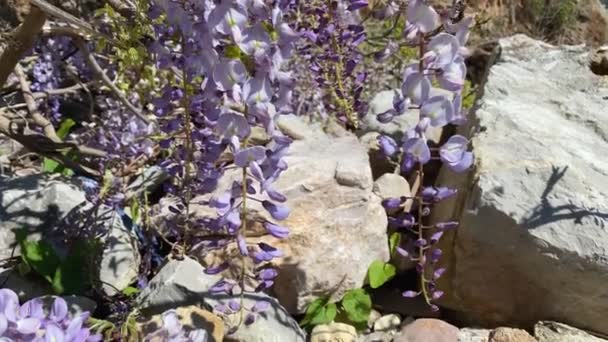 Ramos de flores lilás wisteria pairar sobre as pedras no início da primavera, pequenas moscas abelha em torno de inflorescências, coletando néctar e polinizando a planta, close-up — Vídeo de Stock