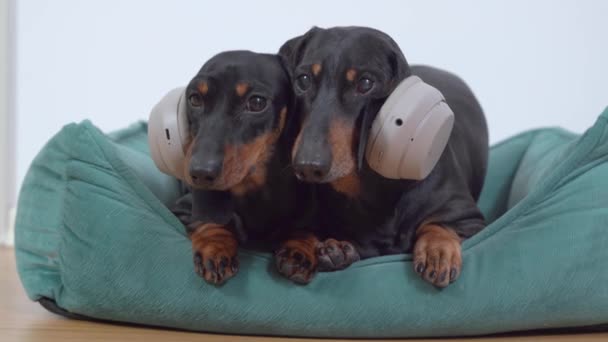Dos perros salchichas lindos son escalofriantes, acostados en la cama de mascotas con auriculares en la cabeza, escuchando música juntos. Mascotas en auriculares de cancelación de ruido debido al miedo a los sonidos fuertes o fuegos artificiales — Vídeo de stock