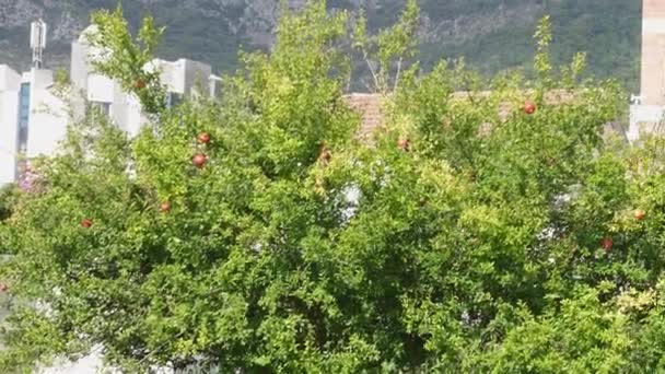 Green dense pomegranate tree with large red fruits by hotel — Stock Video