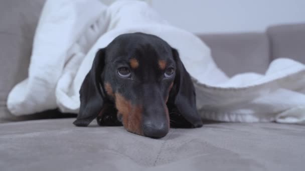 Cute dachshund se aburre solo en casa o en un hotel apto para perros. Cachorro triste se enfermó y se encuentra debajo de la manta observando reposo en cama, mirando a su alrededor desde debajo de sus cejas, vista frontal — Vídeos de Stock