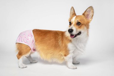 Tatlı Galli Corgi Pembroke ya da bebek iç çamaşırlı hırka. Köpeği kızarıklık, yan görüş ve gri arka plan sırasında korumak için. Hayvan sağlığı hizmetleri. Hayvan yetiştiriciliğinin kontrolü