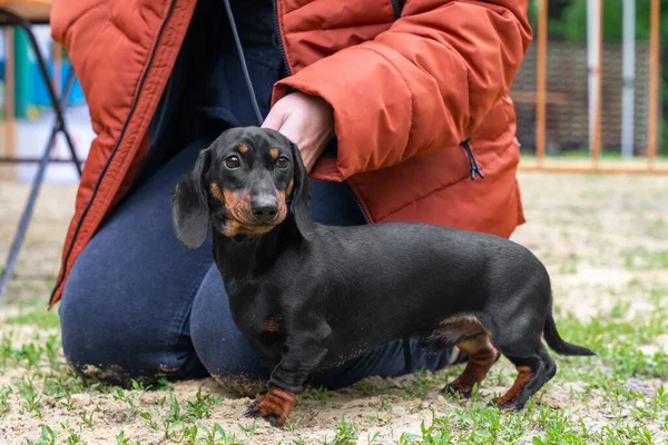 Person sat down on the ground, soiling jeans to put on collar with leash for puppy. Professional handler puts dachshund in correct stance at dog show