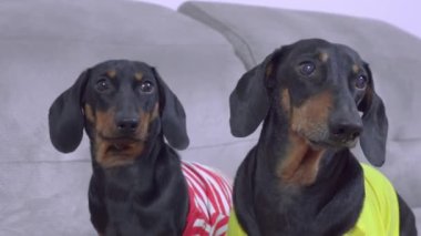 Renkli tişörtlü iki komik dachshun dikkatlice bir şey izliyor, avlanıyorlar. Yetişkin siyah ve esmer köpek havlıyor ve oyunun bir parçası olarak saldırmak üzere.