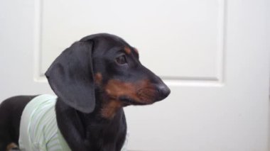 Tişörtlü komik dachshund köpeğinin portresi dikkatlice bir şey izliyor. Köpek bir taraftan diğer tarafa öfkeyle bakar ve havlamaya çalışır, yaklaşır.