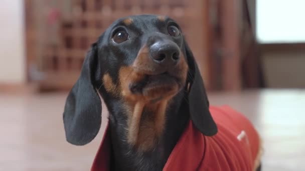 Heerlijk hongerige teckel puppy in rood feestelijk kostuum smeekt en likt zijn lippen tijdens het wachten op voeding, vooraanzicht, close-up, wazig achtergrond. Dagelijkse hondenverzorging — Stockvideo