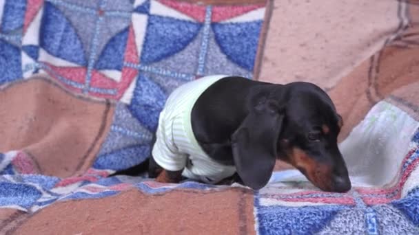 Carino bassotto cucciolo si siede sul divano coperto con coperta patchwork di lana e lo annusa. Cane curioso esplora il mondo intorno ad esso, vista frontale — Video Stock