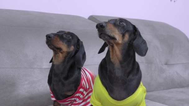 Dos divertidos dachshunds negros y bronceados en camisetas de colores se sientan obedientemente y observan cuidadosamente la conmoción que ocurre a su alrededor. Nervioso perro adulto ladra impacientemente — Vídeos de Stock