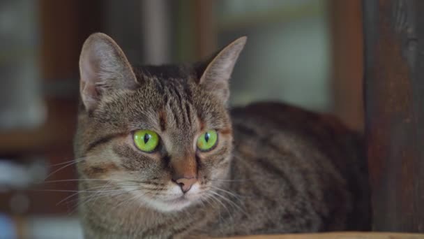 Porträt einer hübschen gestromten Hauskatze mit schönen grünen Augen, die aus nächster Nähe sitzt und aufmerksam zuhört, was um sie herum passiert. Das Tier bewegt seine Ohren vorsichtig — Stockvideo