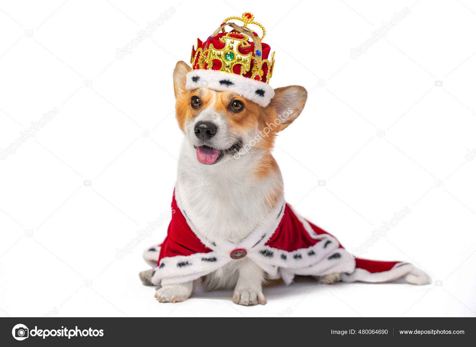 Dog Breed Noble Welsh Corgi Puppies Lovely Smiling Welsh Corgi