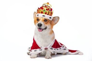 Güzel gülümseyen Galli Corgi Pembroke tacı içinde değerli taşlarla süslenmiş ve kürklü kırmızı kraliyet mantosunda beyaz arka planda izole edilmiş bir köpek. Krallar için soylu bir soy