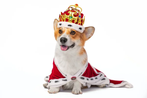 Güzel gülümseyen Galli Corgi Pembroke tacı içinde değerli taşlarla süslenmiş ve kürklü kırmızı kraliyet mantosunda beyaz arka planda izole edilmiş bir köpek. Krallar için soylu bir soy