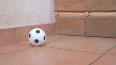 Çizgili tişörtlü komik aktif dachshund köpeği oyuncak bir futbol topuna rastladı ve onunla oynamak için koştu, yaklaş. Evde sıkılan köpekler için eğlence ve ekipman