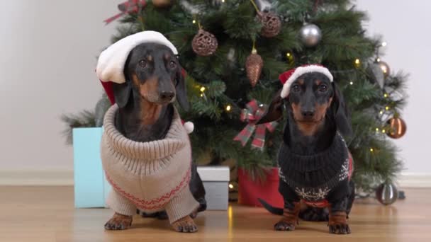 Perros salchichas en los sombreros de Santa huyen del árbol de Navidad — Vídeos de Stock