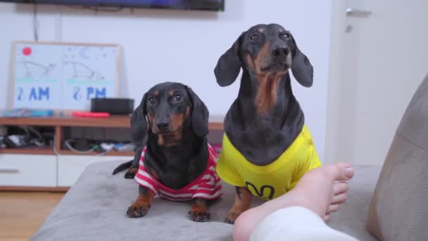 İki sevimli dachshund köpeği, alçıda kırık bacaklı sahibine geldi. Beslenmeyi, oynamayı ya da onlarla yürüyüşe çıkmayı teklif etti. Köpek yavrusu ikna olmak için patisiyle yalvarıyor. — Stok video