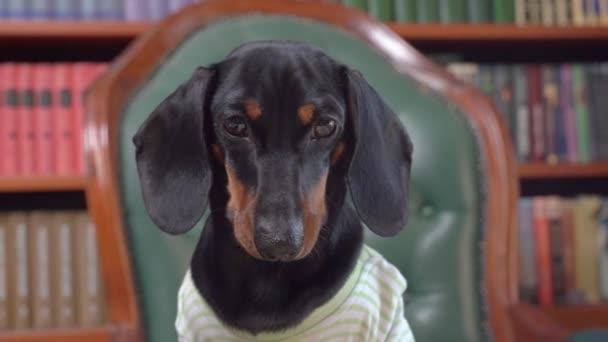 Adorable chiot de teckel sérieux en t-shirt rayé se trouve dans la chaise grand patron et étudie soigneusement quelque chose devant lui, travaillant dur. Bureau à domicile. Chien lit dans la bibliothèque — Video