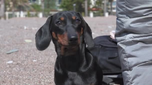 Sahibi kumlu sahilde yürürken sevimli meraklı dachshund yavrusu kargaşayı dikkatle izliyor, bir şeyler avlıyor, kapanıyor. — Stok video