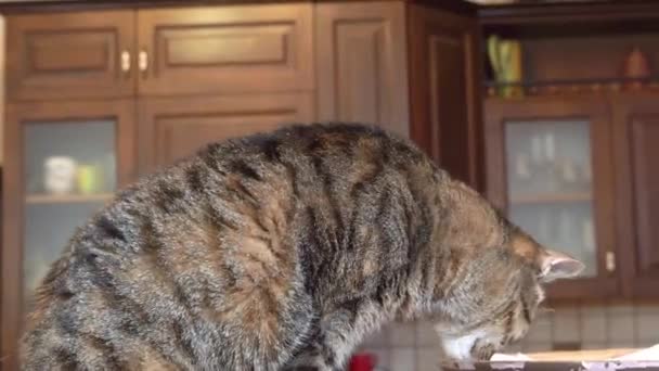 Heerlijk rusteloze huiselijke tabby kat snuffelt rond om iets te eten of te spelen thuis, zijaanzicht. Verveeld huisdier is op zoek naar een plek om een puinhoop te maken wanneer alleen gelaten — Stockvideo