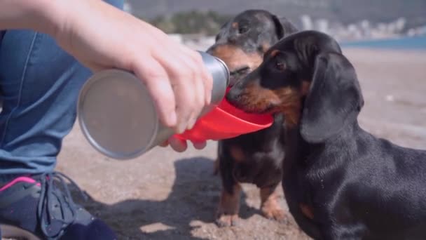 Αξιολάτρευτα σκυλιά dachshund πίνουν νερό, ενώ ενεργό περπάτημα σε ζεστή μέρα στην παραλία, κλείστε. Ειδικός φορητός πότης κατοικίδιων ζώων από ανακυκλώσιμο πλαστικό — Αρχείο Βίντεο