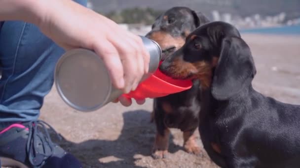 Adorable teckel chiens boivent de l'eau tout en marchant activement sur la plage, fermer. Consommateur portable spécial pour animaux de compagnie en plastique recyclable — Video