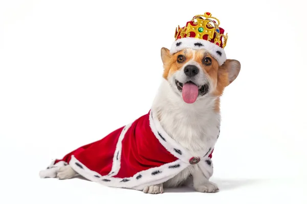 Pembroke Welsh Corgi in red royal cape and crown on white — Stock Photo, Image