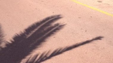 Rüzgarda sallanan palmiye dallarının gölgesi arabaların bazen geçtiği asfalt yola düşer, güneşli bir gün, yakın, üst manzara. Sarı yol işaretleri