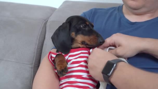 Pemiliknya memegang anak anjing Dachshund yang patuh dengan kaki yang rusak. Perban dokter hewan luka pada anjing, tutup. Hewan peliharaan aktif mengalami kecelakaan saat berjalan — Stok Video