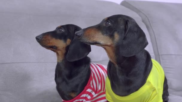 Cani bassotto in vestiti guardare proprietario si muove seduto sul divano — Video Stock